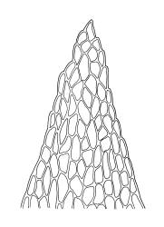 Tetrodontium brownianum, apex of perichaetial leaf. Drawn from G.O.K. Sainsbury s.n., 27 Mar. 1940, CHR 398344.
 Image: R.C. Wagstaff © Landcare Research 2017 